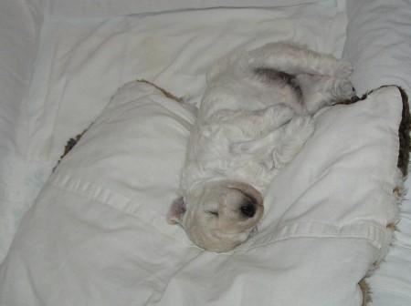 19. den: Vůbec mi nevadí Vánoce.